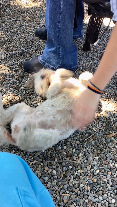 Enlarge Elise, a Adopted Cockapoo in Sacramento, CA video 3/3