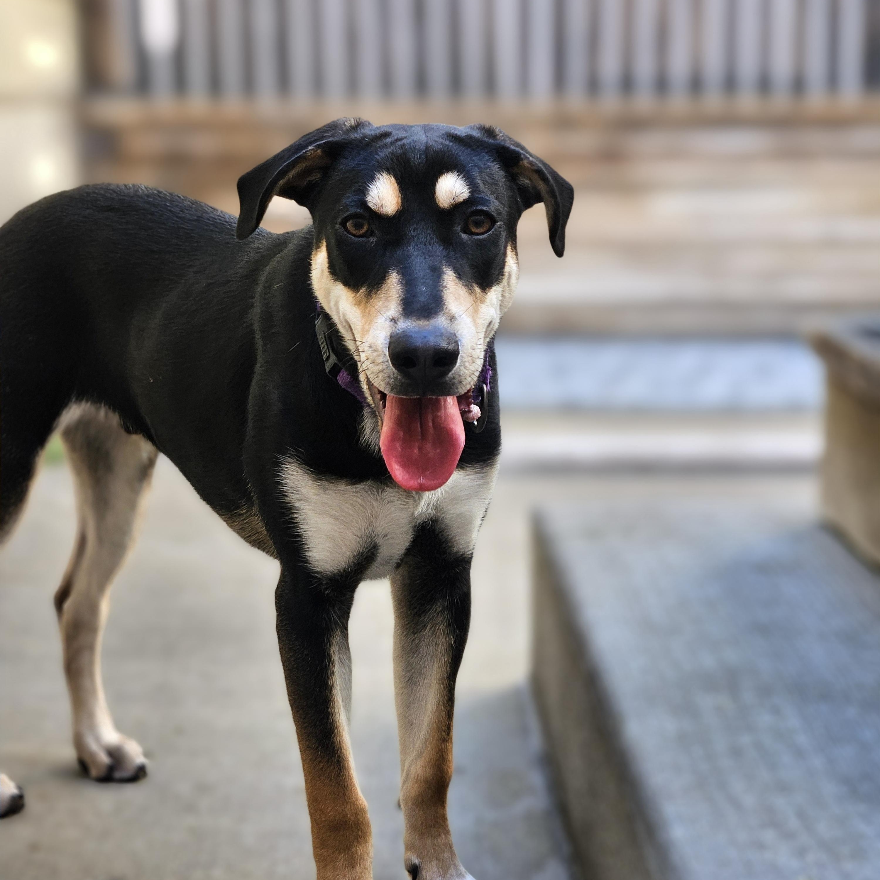 Enlarge Stuart(REDUCED FEE!), a Adoptable mixed breed in Chicago, IL image 3/6