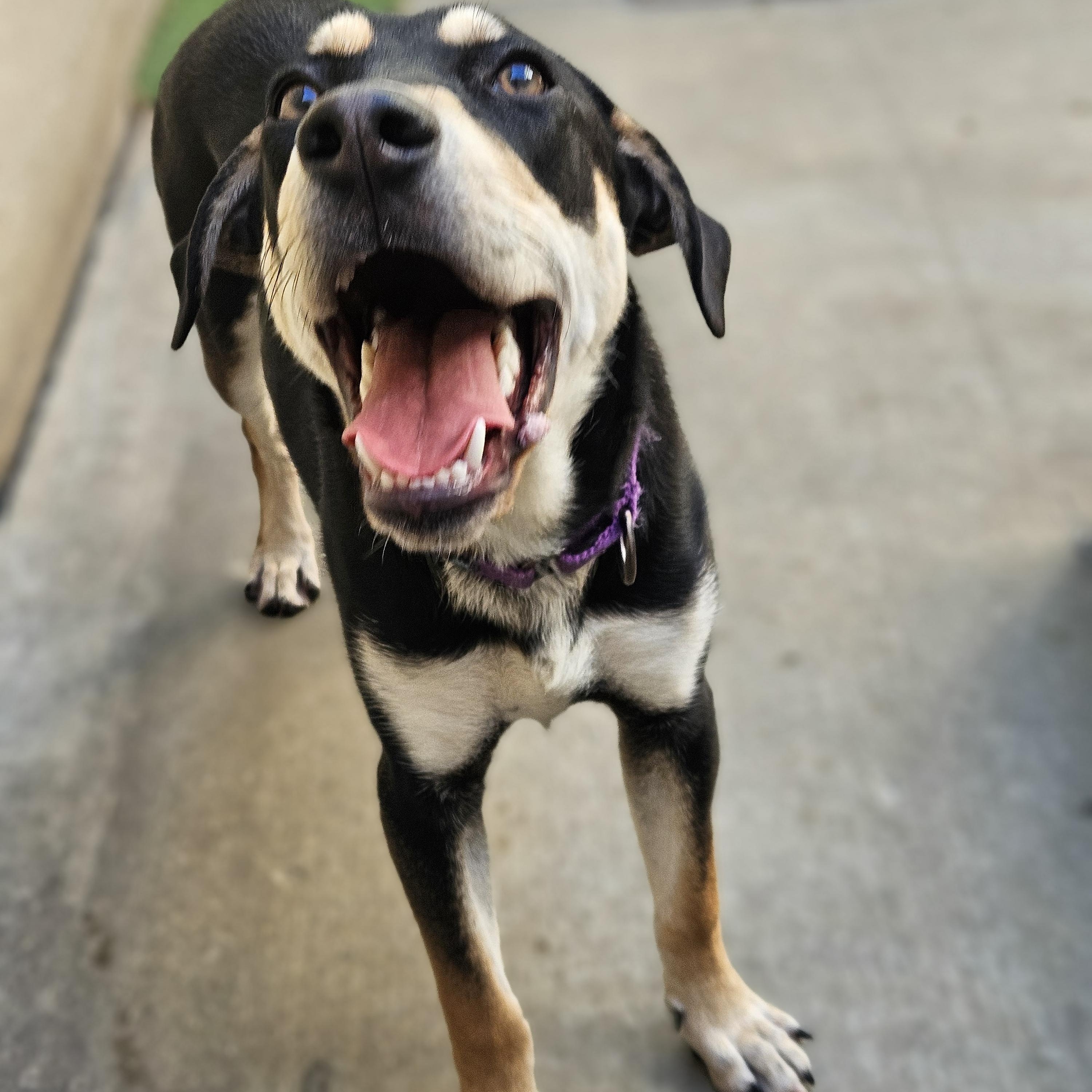 Enlarge Stuart(REDUCED FEE!), a Adoptable mixed breed in Chicago, IL image 5/6