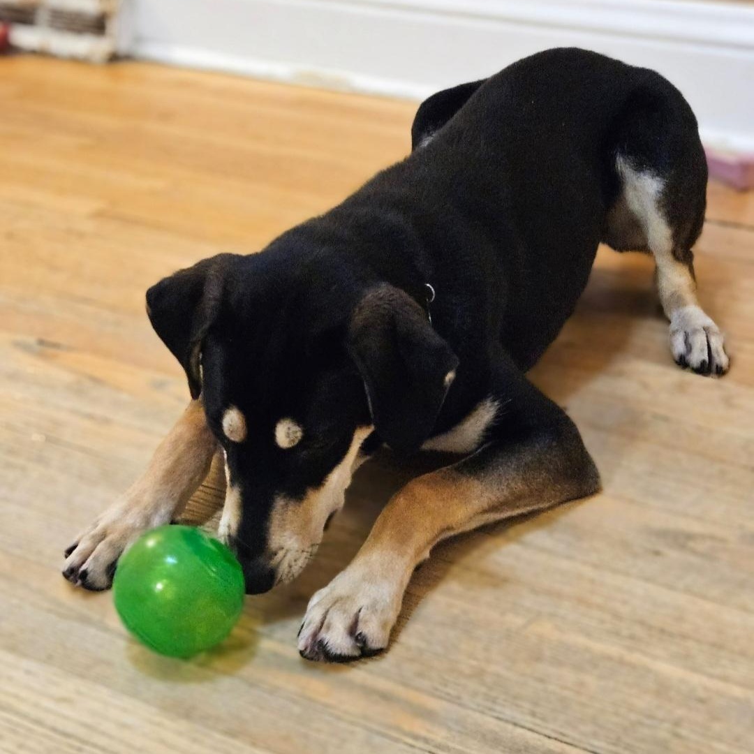 Enlarge Stuart(REDUCED FEE!), a Adoptable mixed breed in Chicago, IL image 4/6