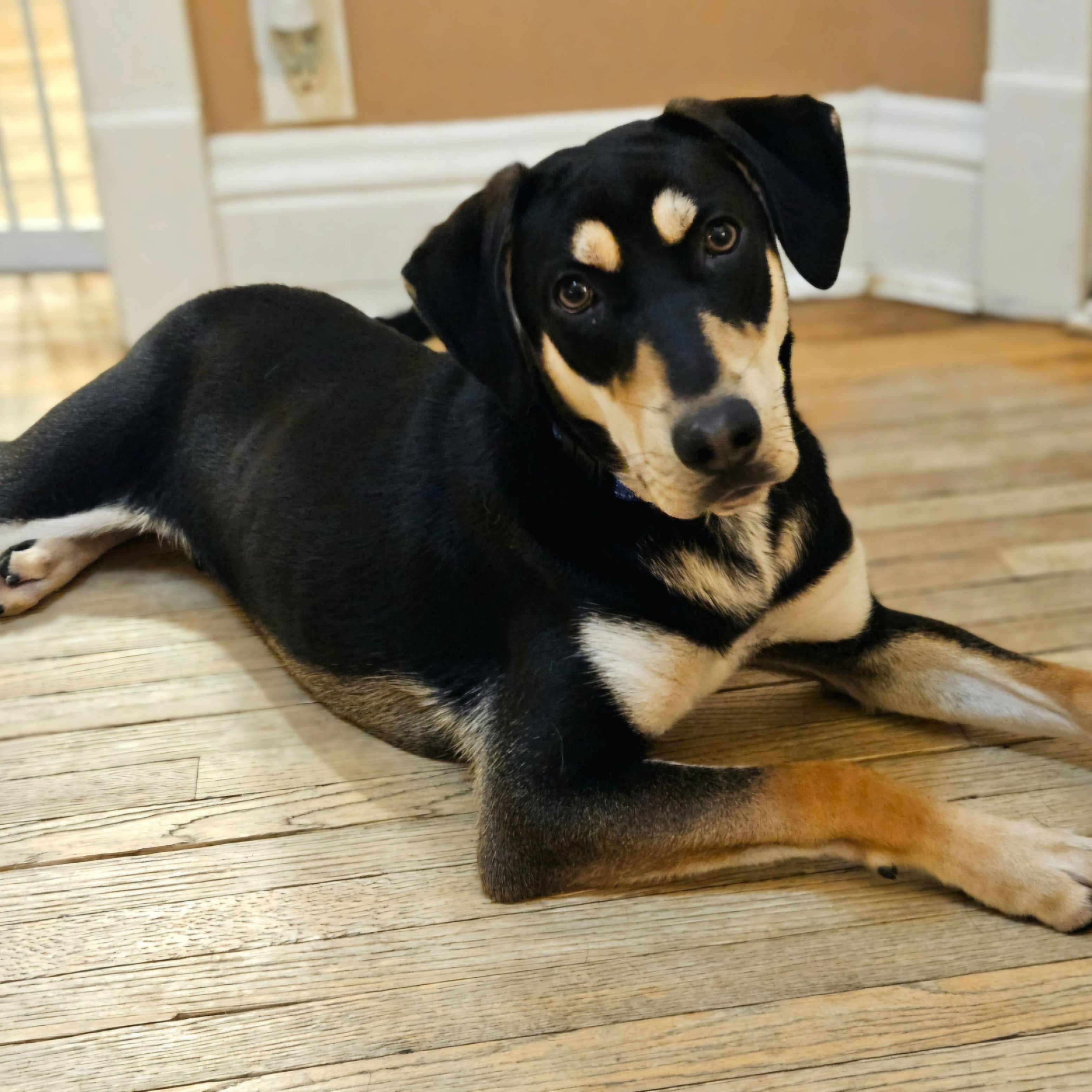 Enlarge Stuart(REDUCED FEE!), a Adoptable mixed breed in Chicago, IL image 1/6