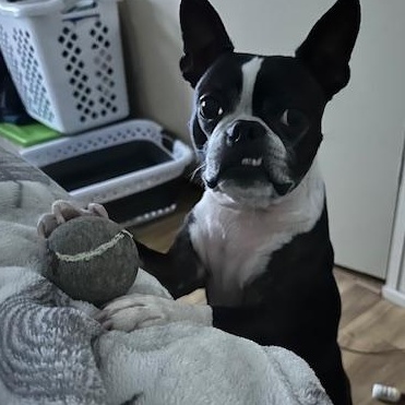 Enlarge Gunther, a Adoptable Boston Terrier in Corrales, NM image 3/5