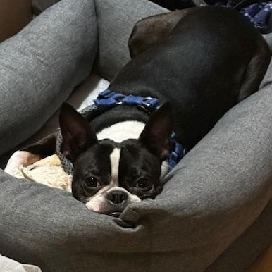 Enlarge Gunther, a Adoptable Boston Terrier in Corrales, NM image 2/5