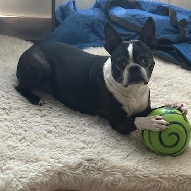 Enlarge Gunther, a Adoptable Boston Terrier in Corrales, NM image 4/5