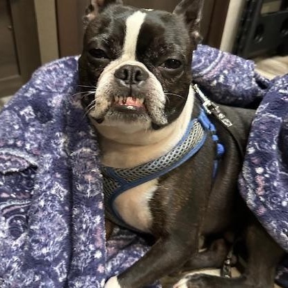 Enlarge Gunther, a Adoptable Boston Terrier in Corrales, NM image 5/5