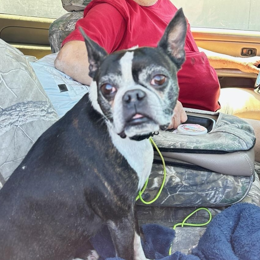 Gunther, Adoptable, Senior Male Boston Terrier.