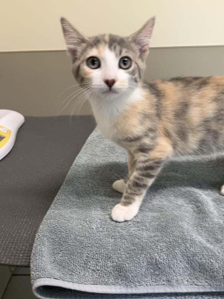 Perla, Adoptable, Kitten Female Domestic Short Hair.