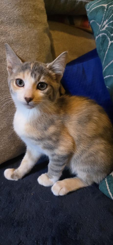 Enlarge Perla, a Adoptable Domestic Short Hair in Greenbelt, MD image 2/2