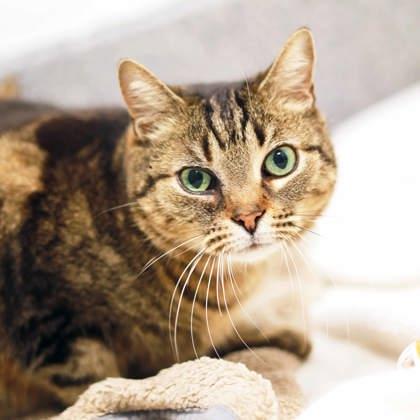 Enlarge Princess, a Adoptable mixed breed in Atlanta, GA image 1/3