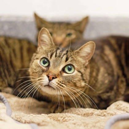 Enlarge Princess, a Adoptable mixed breed in Atlanta, GA image 2/3