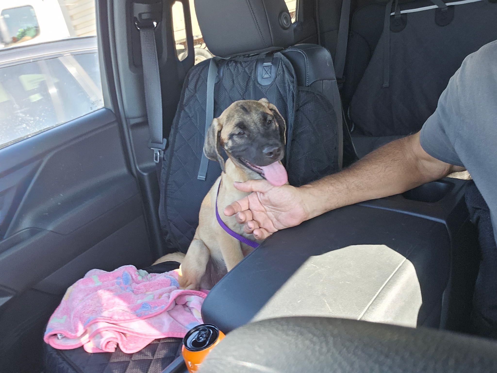 Enlarge Sarai, a Adoptable mixed breed in Inglewood, CA image 5/5