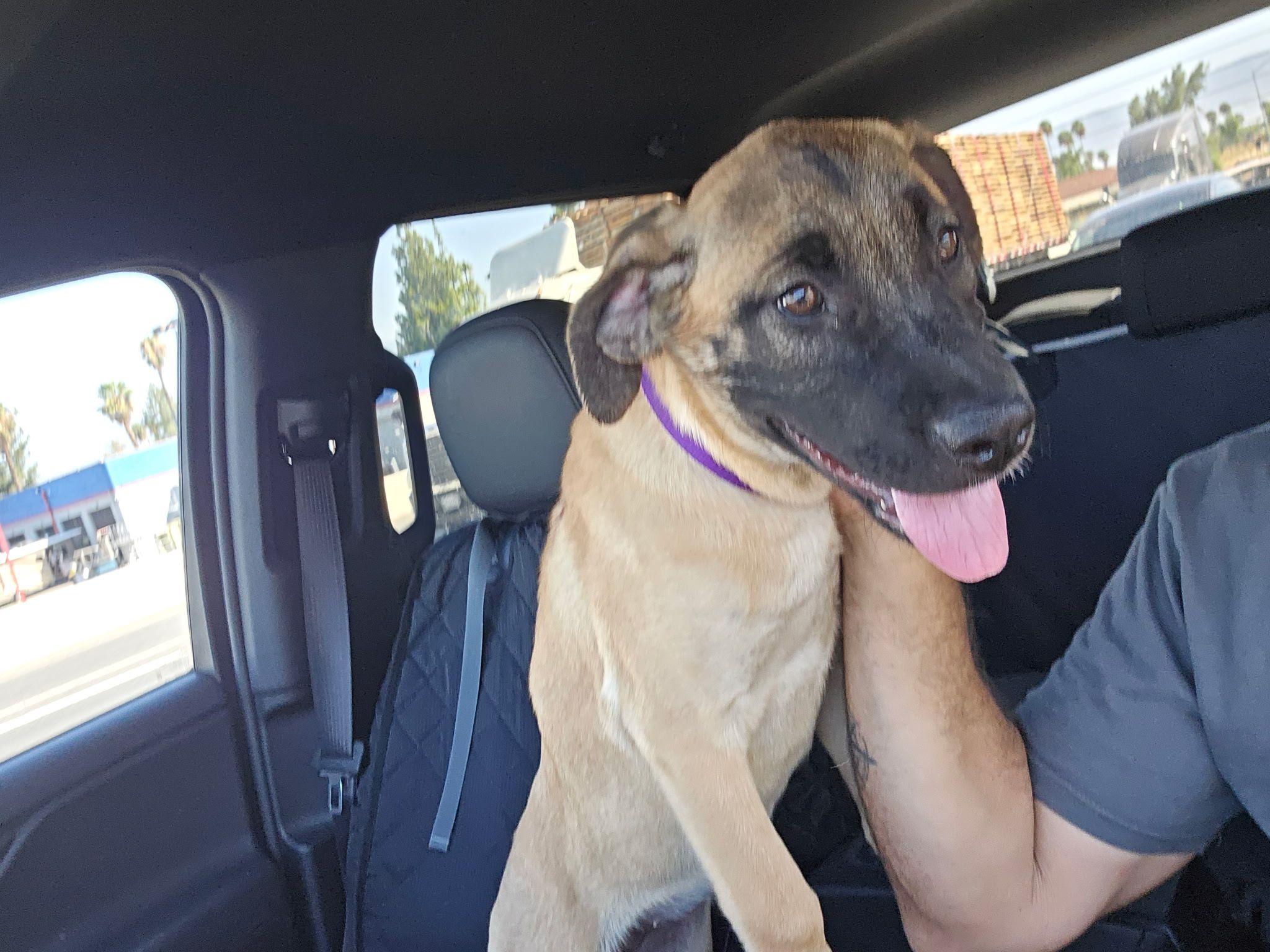 Enlarge Sarai, a Adoptable mixed breed in Inglewood, CA image 2/5