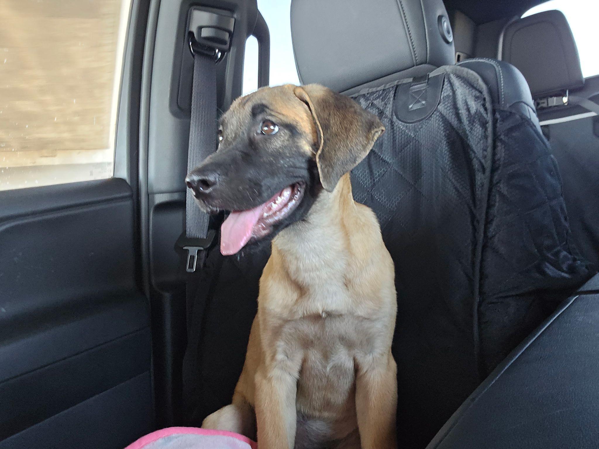 Enlarge Sarai, a Adoptable mixed breed in Inglewood, CA image 4/5