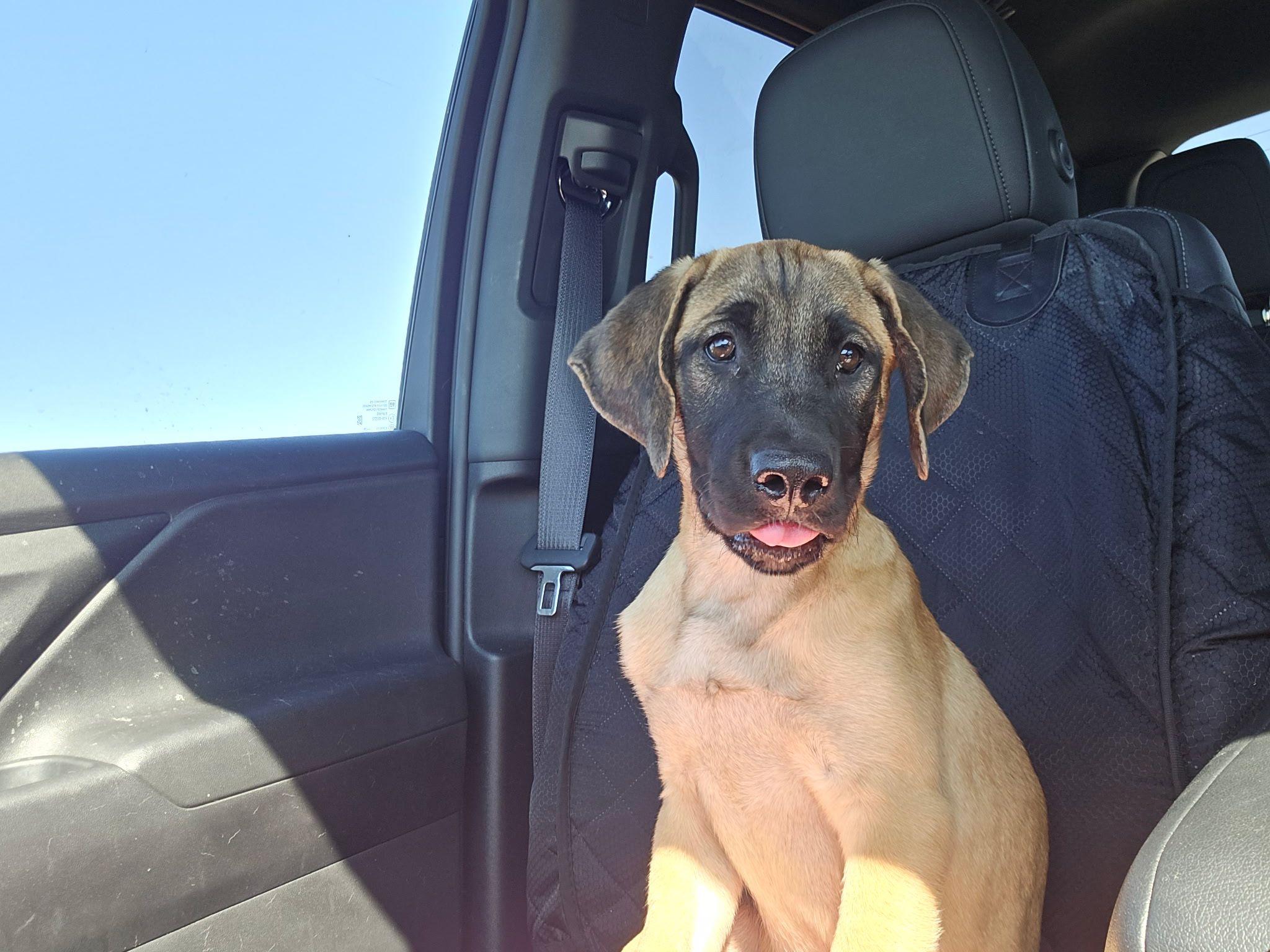 Enlarge Sarai, a Adoptable mixed breed in Inglewood, CA image 1/5