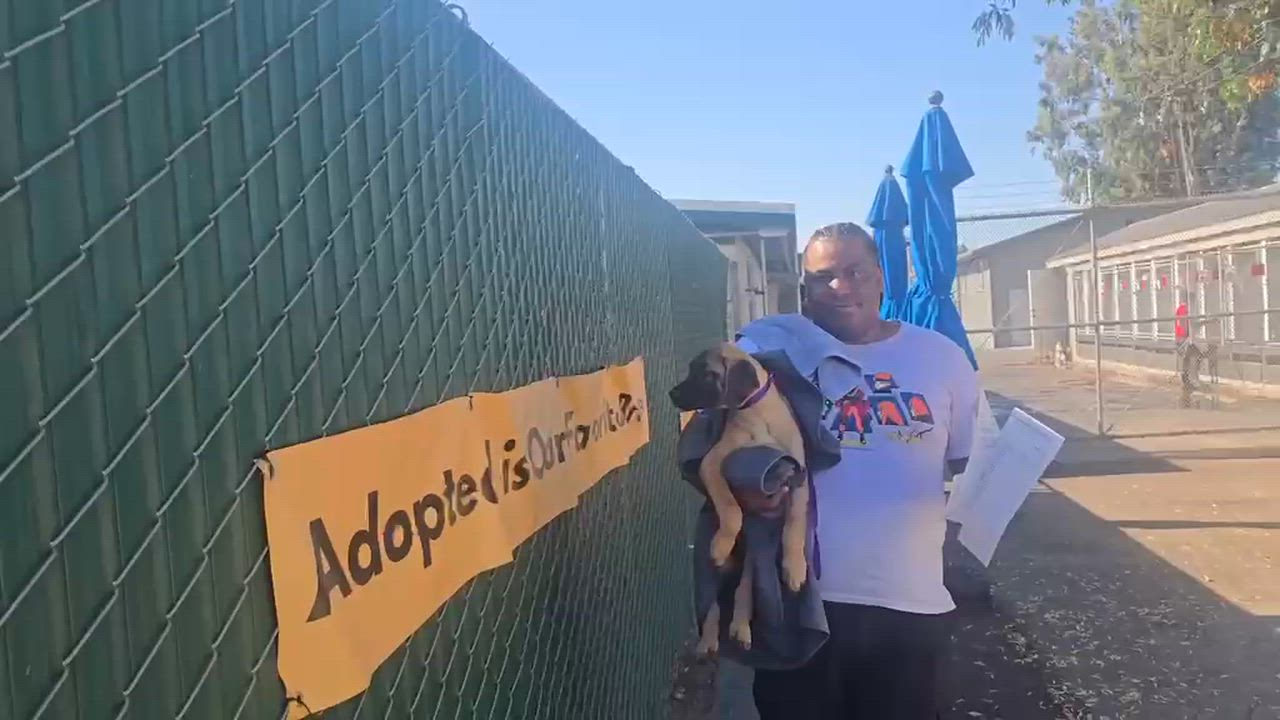 Enlarge Sarai, a Adoptable mixed breed in Inglewood, CA video 3/5