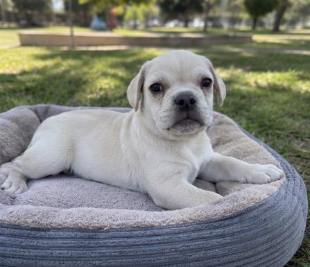 Enlarge Liam, a ADOPTABLE mixed breed in Corona, CA image 1/2