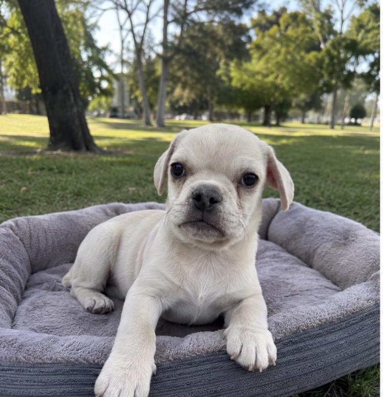 Enlarge Liam, a ADOPTABLE mixed breed in Corona, CA image 2/2