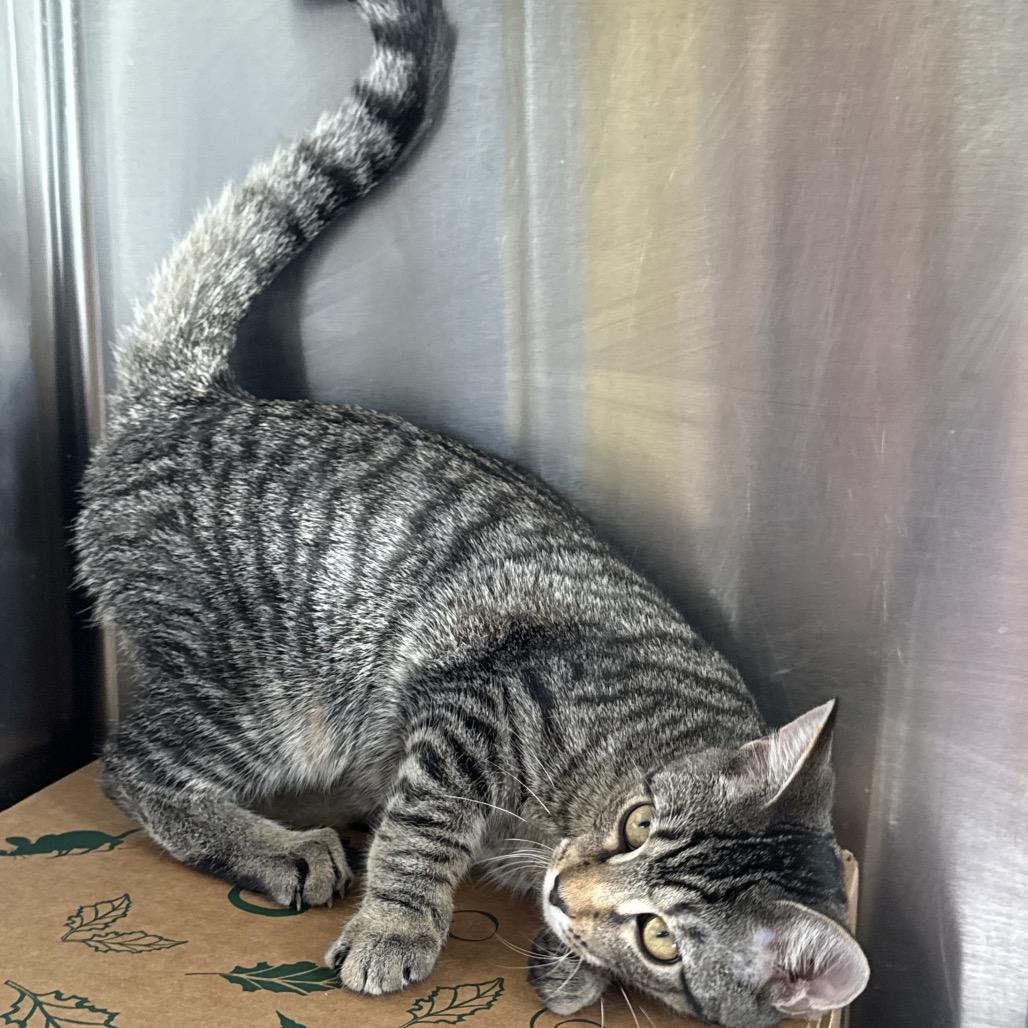 Bermuda, Adoptable, Kitten Female Domestic Short Hair & Mixed Breed.