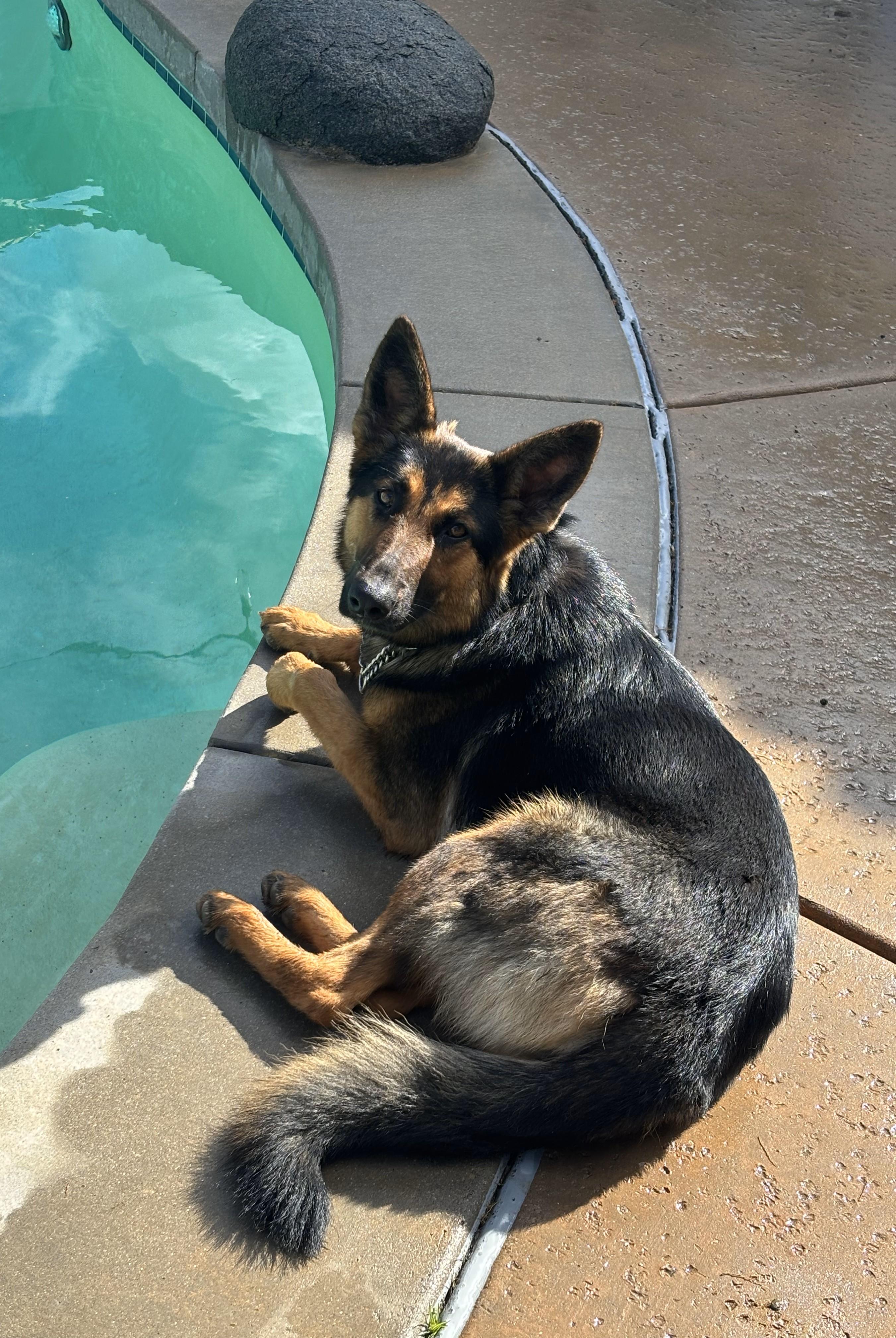 Enlarge Jovie, a Adopted German Shepherd Dog in Perris, CA image 2/5