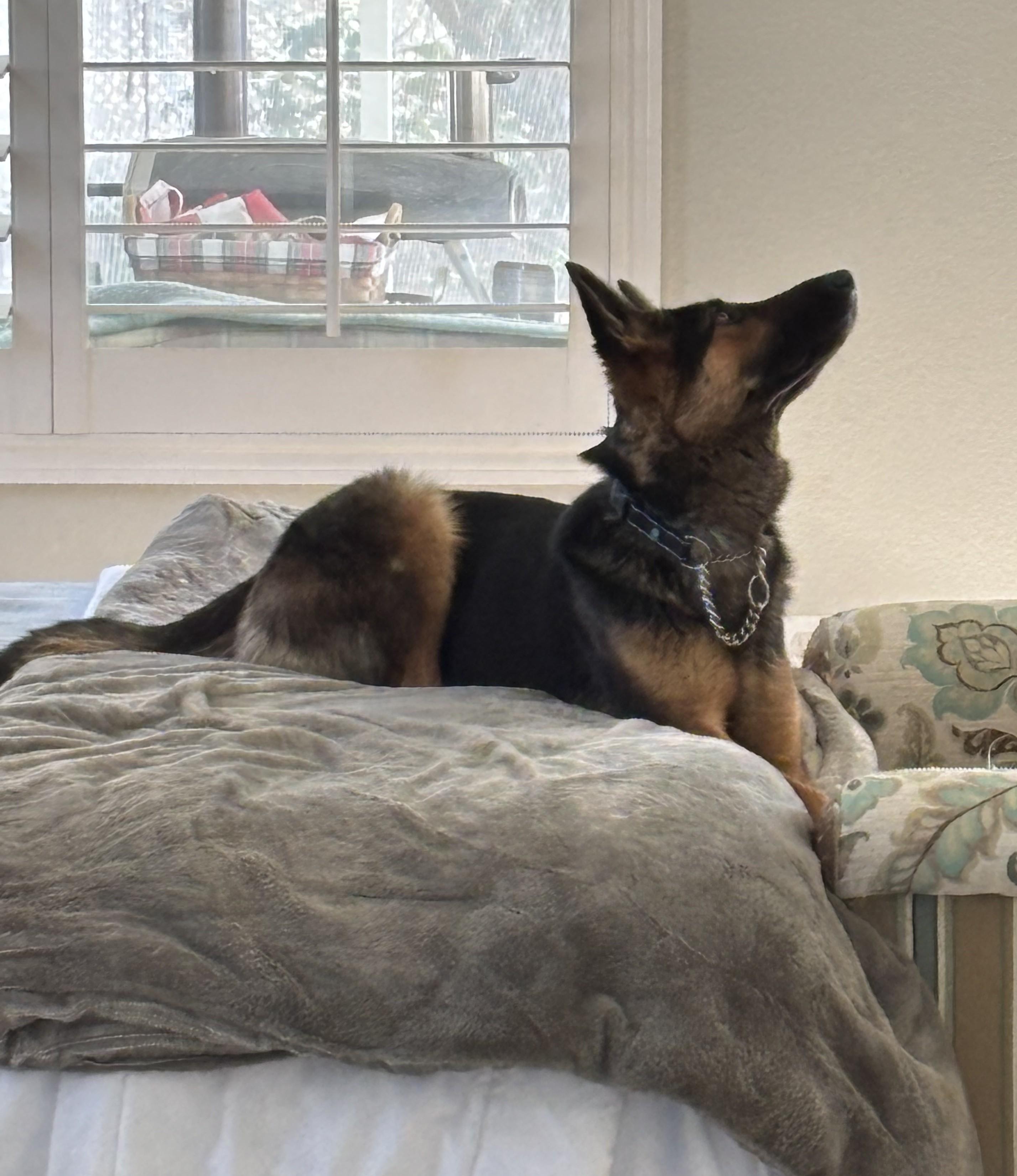 Enlarge Jovie, a Adopted German Shepherd Dog in Perris, CA image 3/5