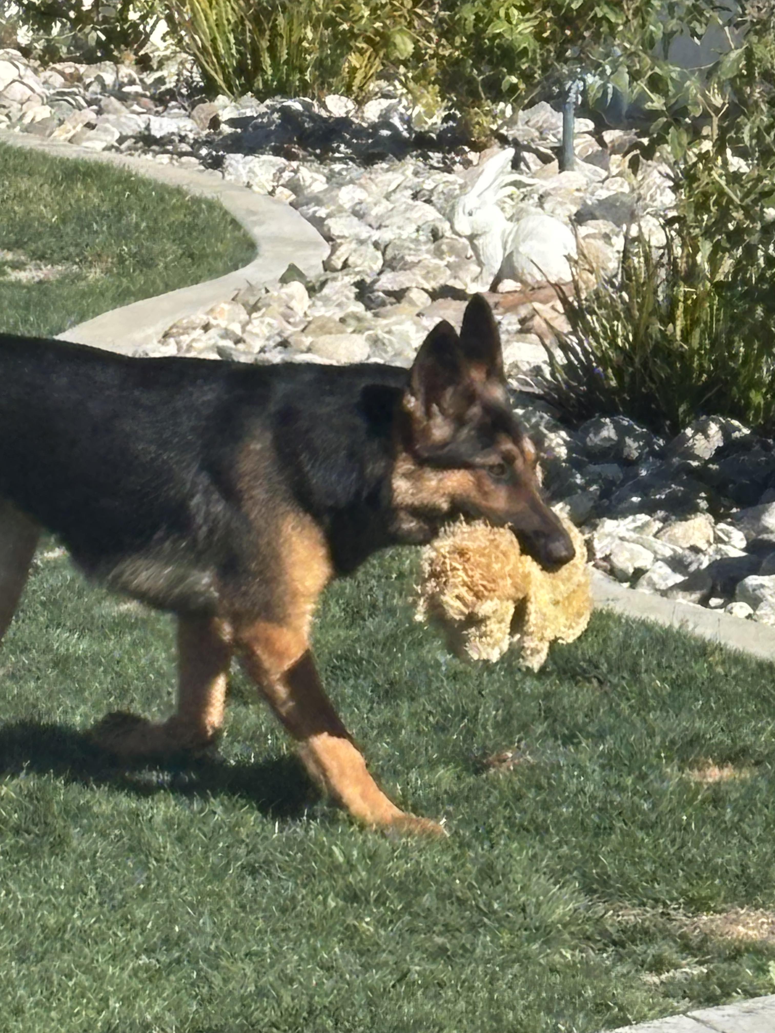 Enlarge Jovie, a Adopted German Shepherd Dog in Perris, CA image 1/5