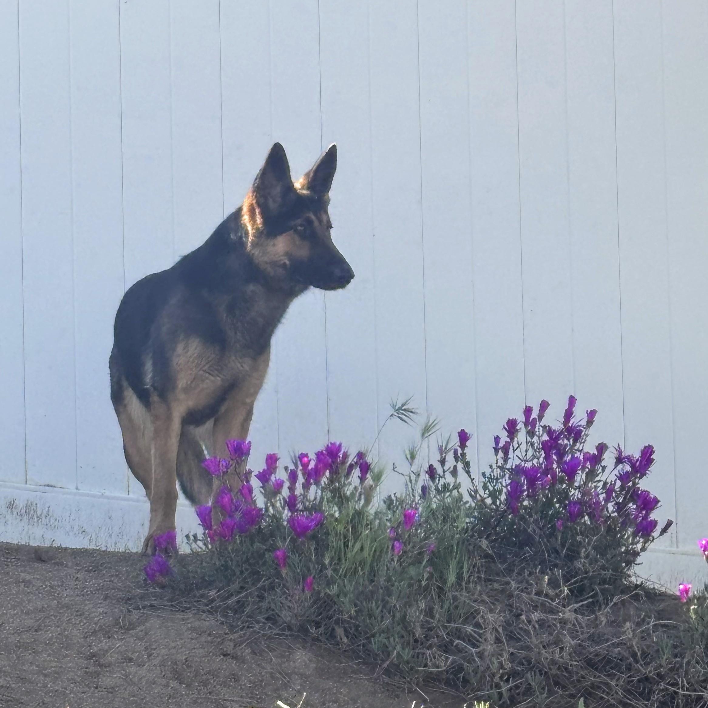 Enlarge Jovie, a Adopted German Shepherd Dog in Perris, CA image 4/5