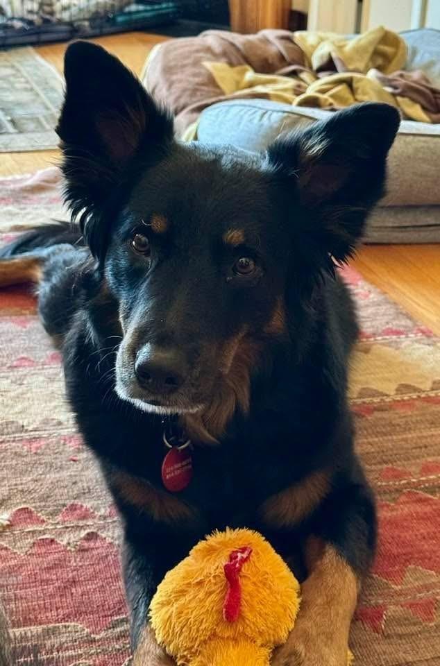 Enlarge 22-061 Big Bob, a Adoptable mixed breed in Richardson, TX image 1/6