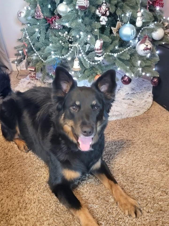 Enlarge 22-061 Big Bob, a Adoptable mixed breed in Richardson, TX image 2/6