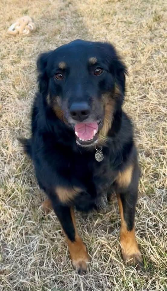 Enlarge 22-061 Big Bob, a Adoptable mixed breed in Richardson, TX image 3/6