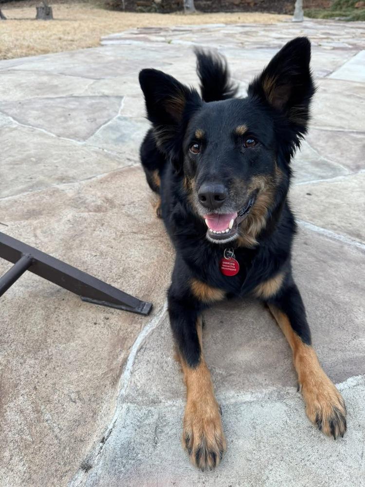 Enlarge 22-061 Big Bob, a Adoptable mixed breed in Richardson, TX image 4/6