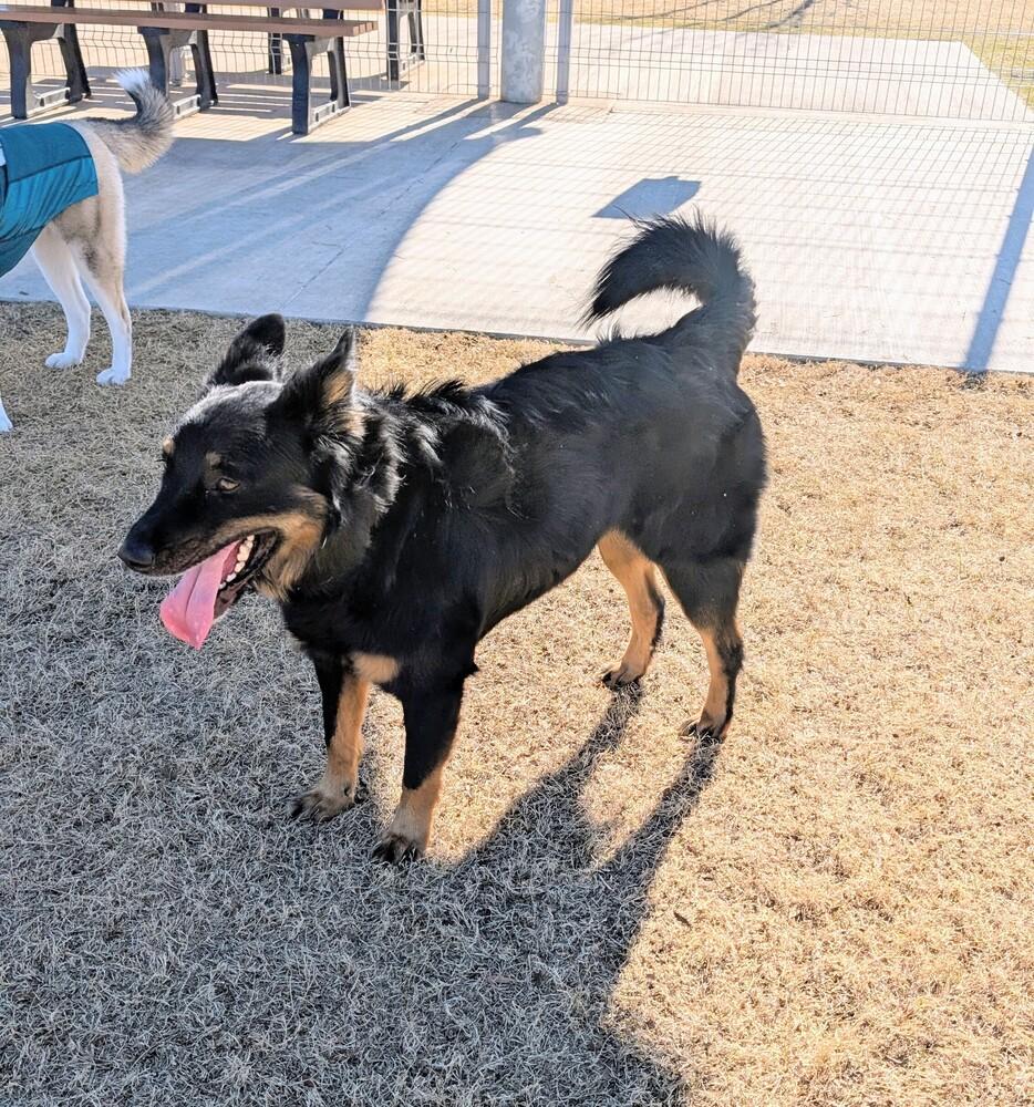 Enlarge 22-061 Big Bob, a Adoptable mixed breed in Richardson, TX image 5/6