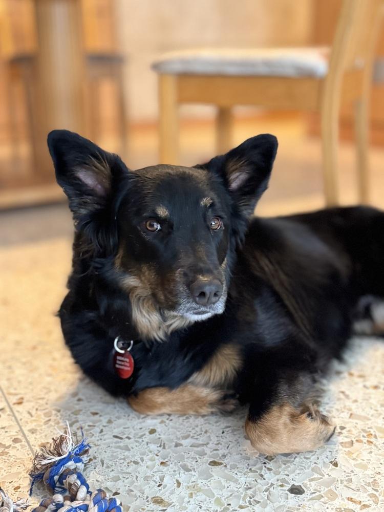 Enlarge 22-061 Big Bob, a Adoptable mixed breed in Richardson, TX image 6/6