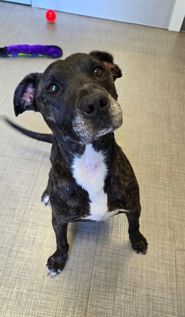 Enlarge Dodo Yrly 334, a Adoptable Pit Bull Terrier in Sidney, OH image 1/6