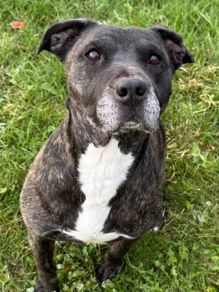 Enlarge Dodo Yrly 334, a Adoptable Pit Bull Terrier in Sidney, OH image 3/6