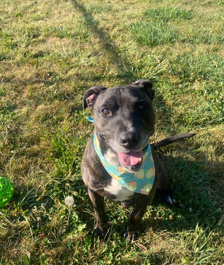 Enlarge Dodo Yrly 334, a Adoptable Pit Bull Terrier in Sidney, OH image 4/6