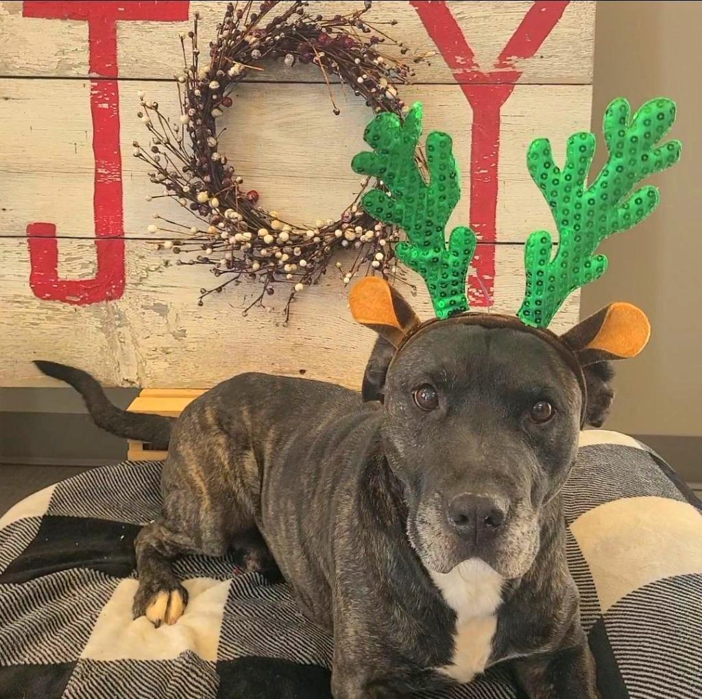 Dodo Yrly 334, a Adoptable Pit Bull Terrier in Sidney, OH image 5/6