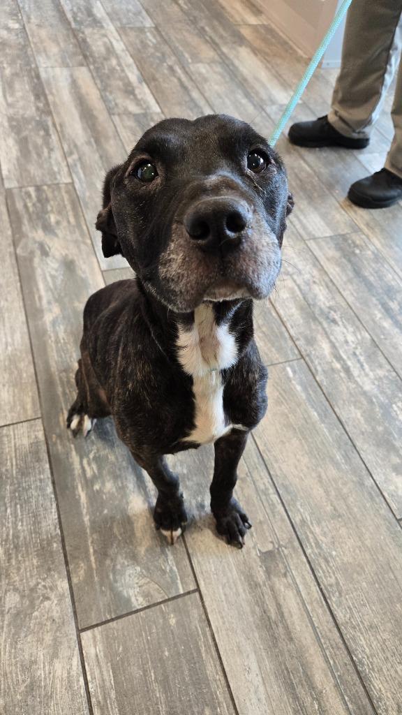 Dodo Yrly 334, a Adoptable Pit Bull Terrier in Sidney, OH image 6/6