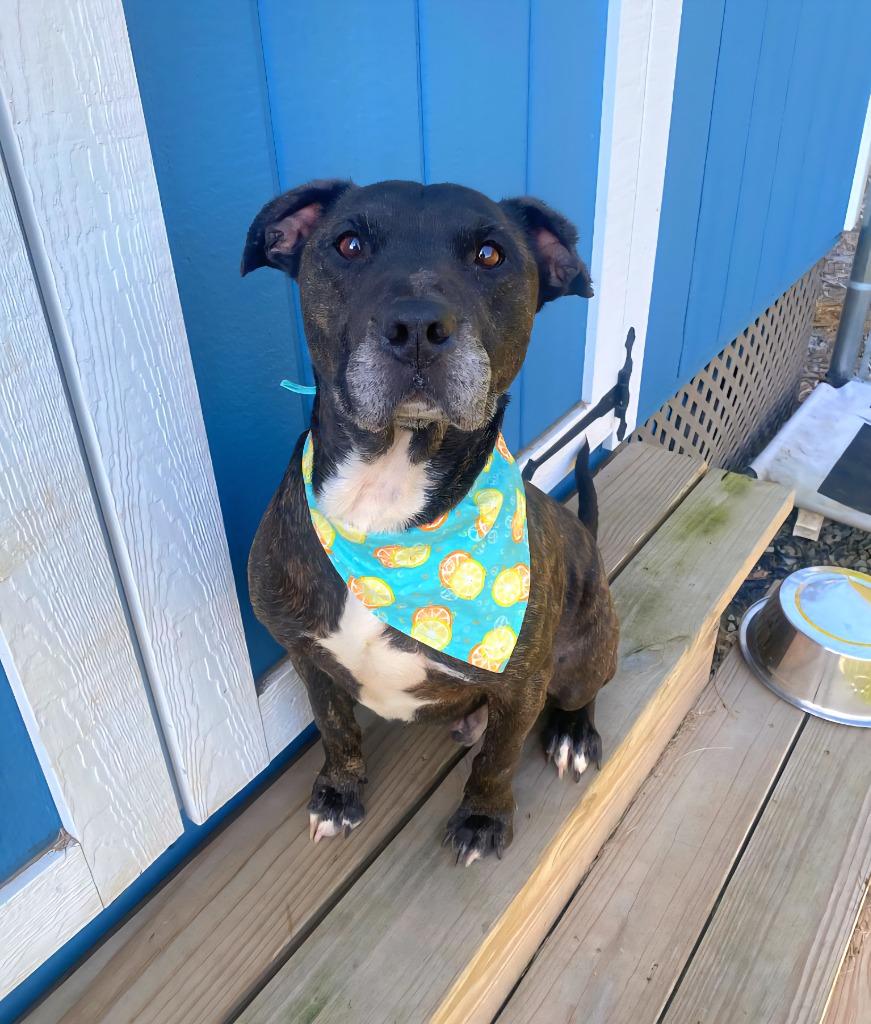 Enlarge Dodo Yrly 334, a Adoptable Pit Bull Terrier in Sidney, OH image 5/6