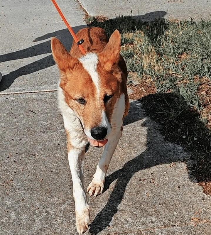 Rowan AKA “Red”, a Adoptable mixed breed in Chino Hills, CA image 2/5