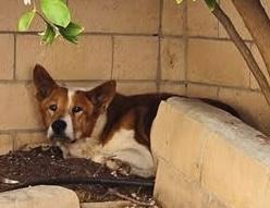 Rowan AKA “Red”, a Adoptable mixed breed in Chino Hills, CA image 5/5