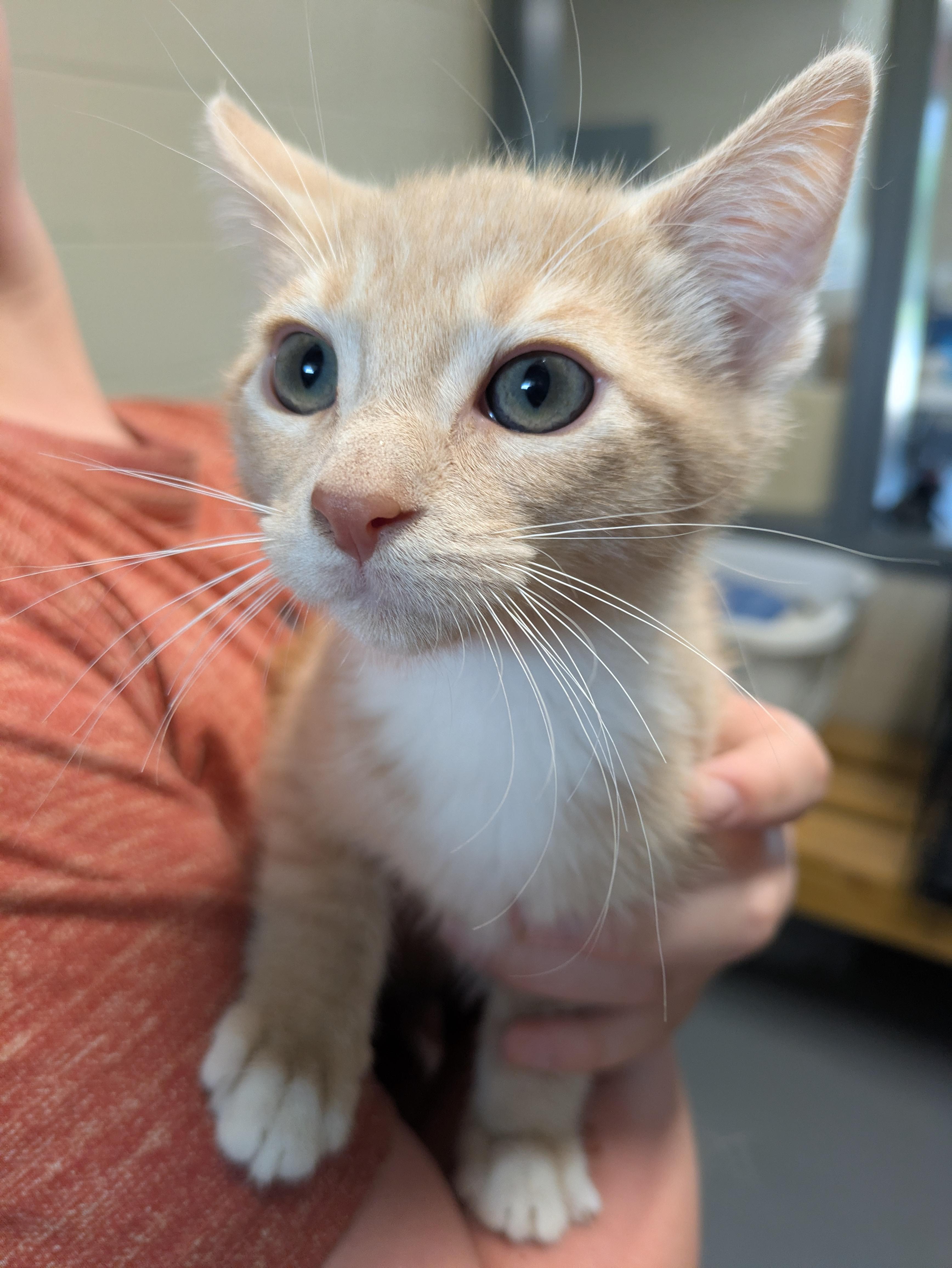 Mango, adopted, Young Male Domestic Medium Hair.