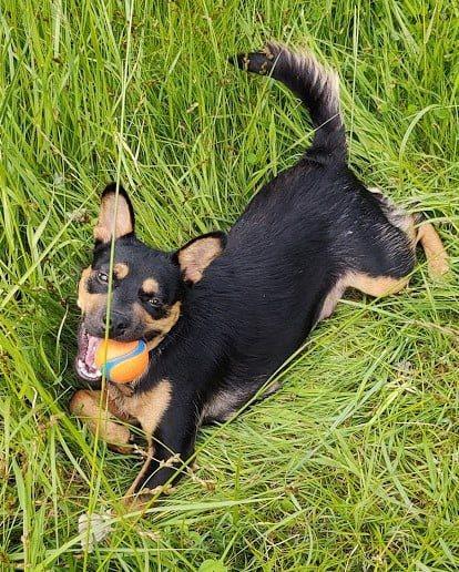 Enlarge Sheba, a Adoptable Mixed Breed in Covington, WA image 5/5