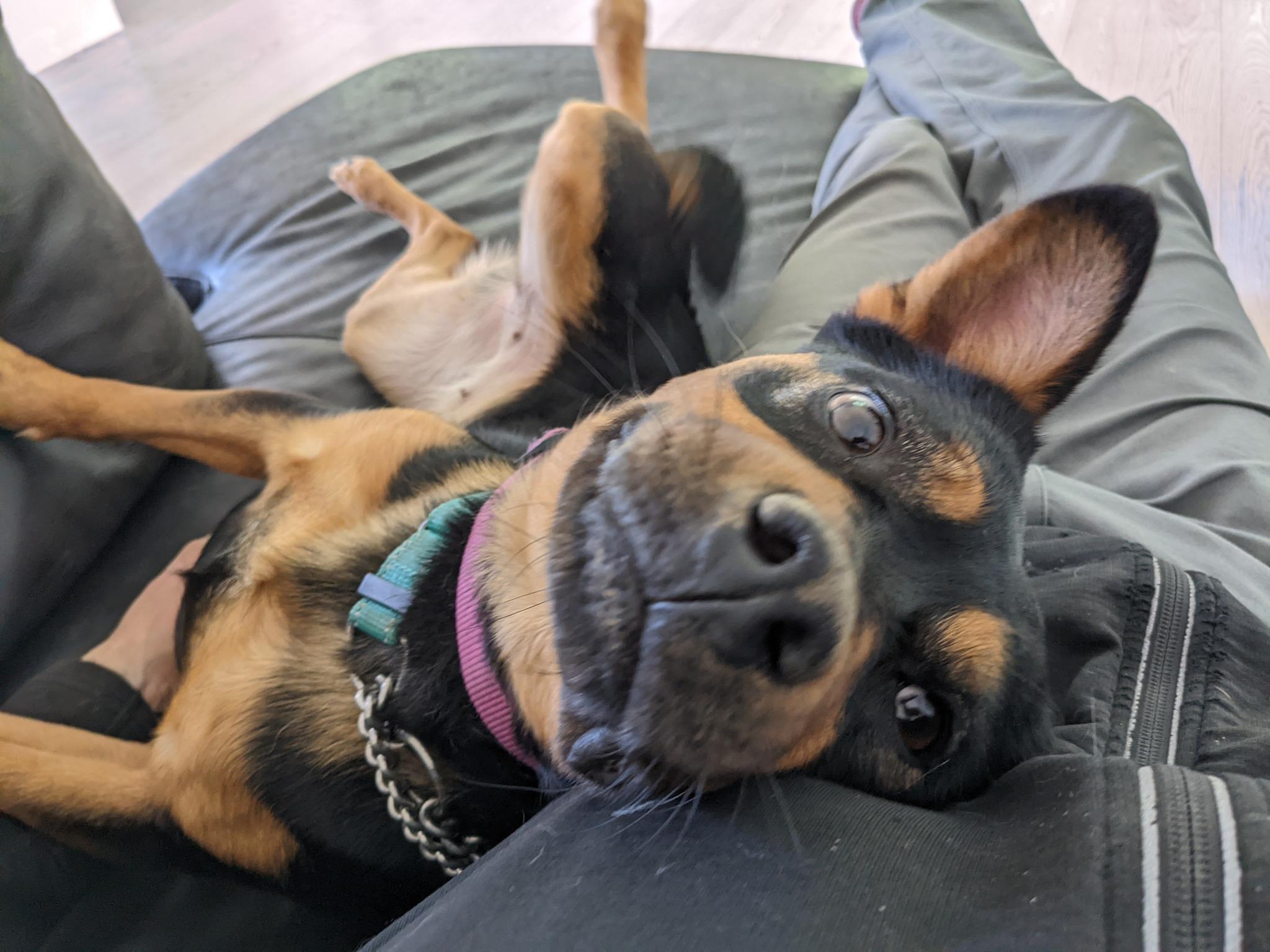 Sheba, Adoptable, Adult Female Mixed Breed.