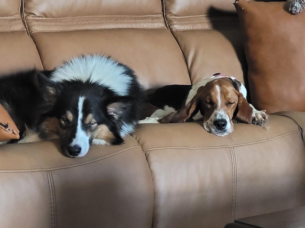 Enlarge Thelma, an adoptable mixed breed in Clarksburg, MD image 3/6