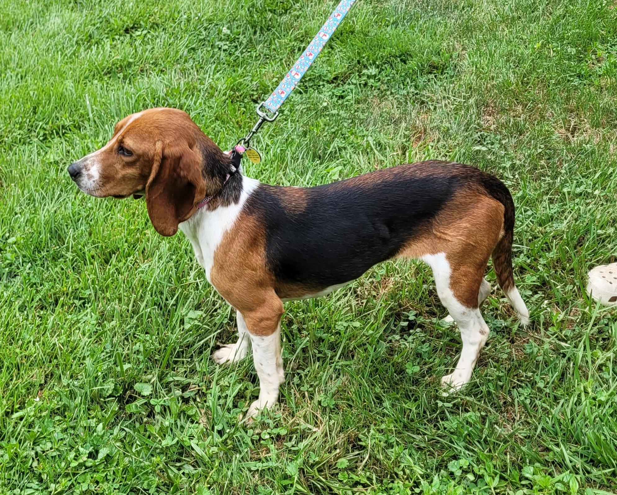 Enlarge Thelma, a Adoptable mixed breed in Clarksburg, MD image 4/6