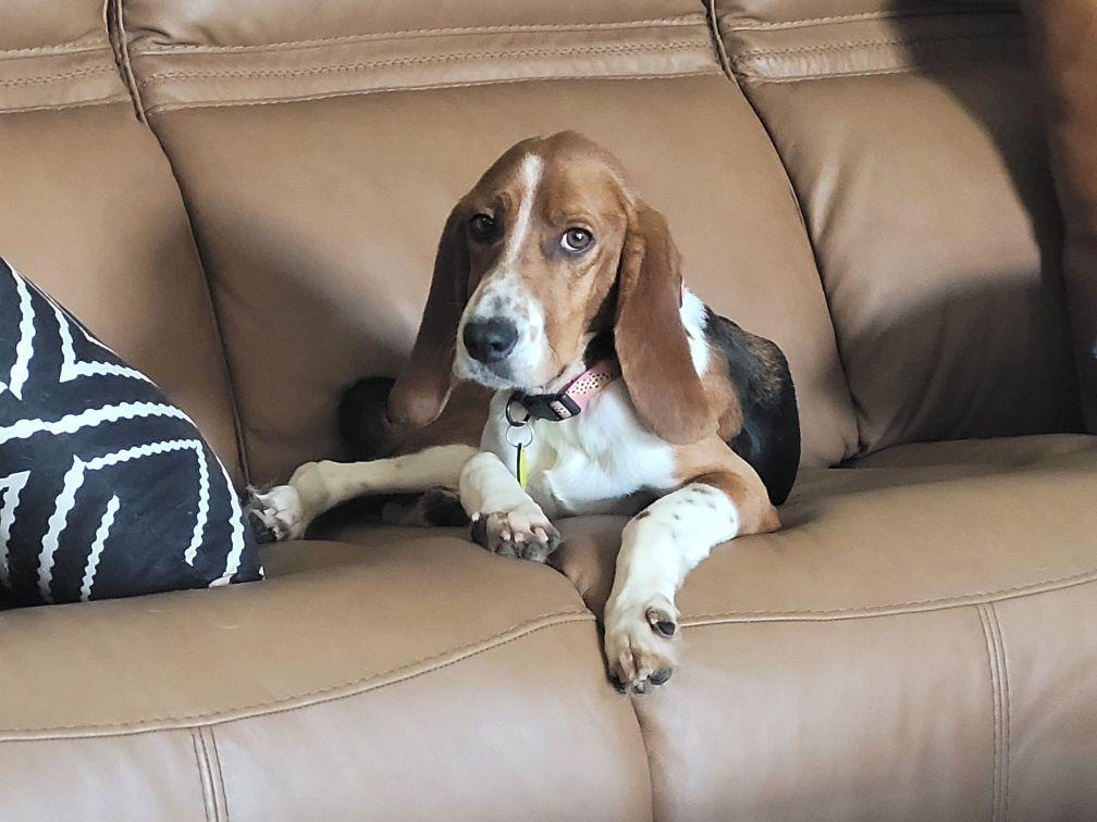 Thelma, adoptable, Young Female Beagle & Basset Hound.