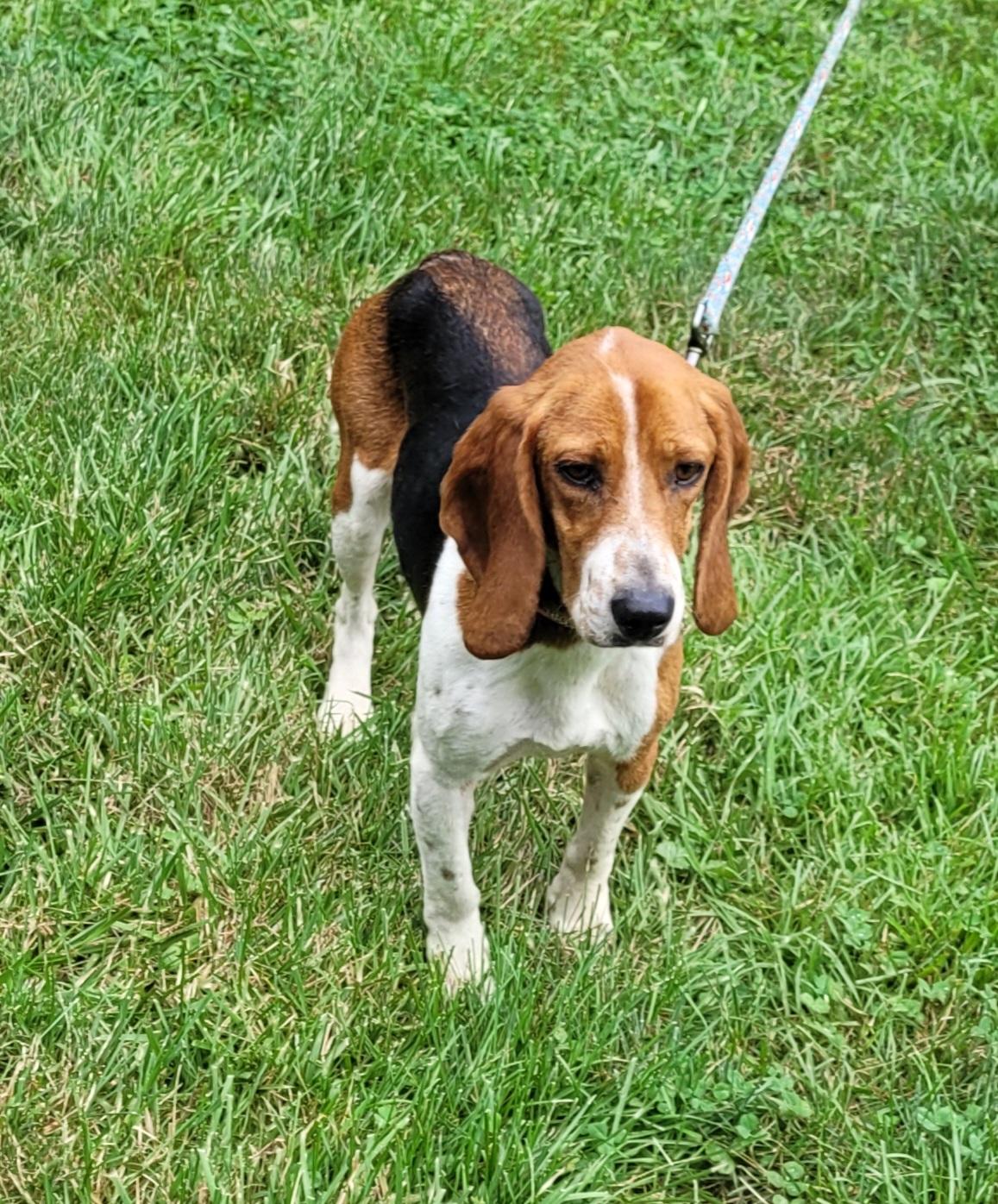Enlarge Thelma, a Adoptable mixed breed in Clarksburg, MD image 6/6