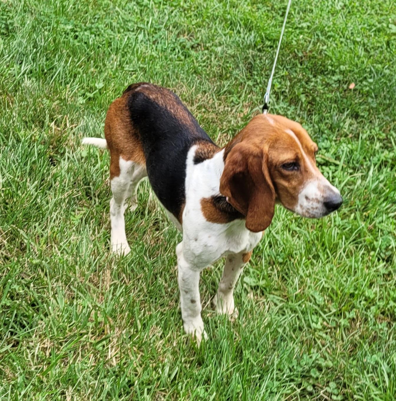 Enlarge Thelma, a Adoptable mixed breed in Clarksburg, MD image 3/6