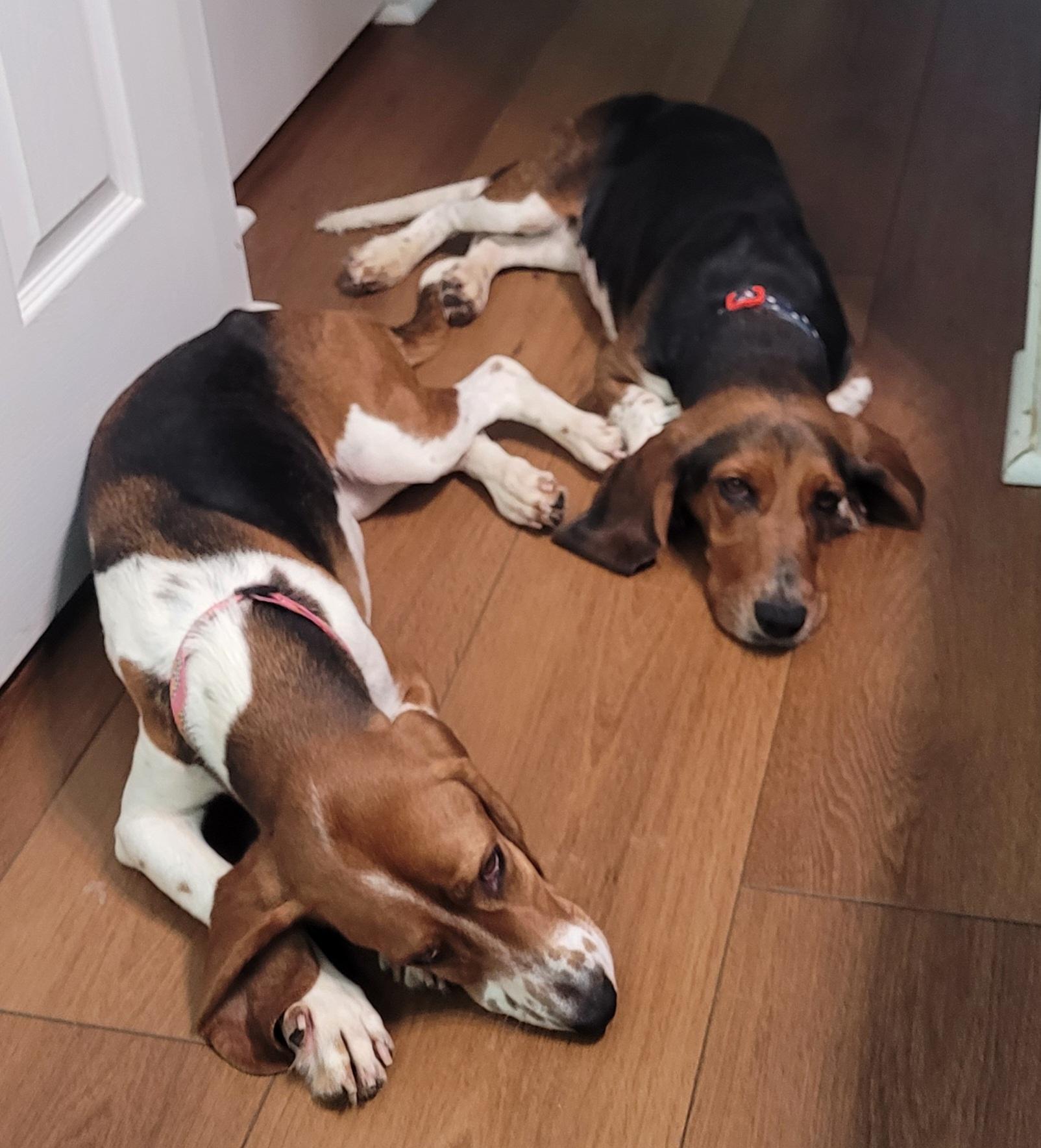 Enlarge Thelma, an adoptable mixed breed in Clarksburg, MD image 6/6