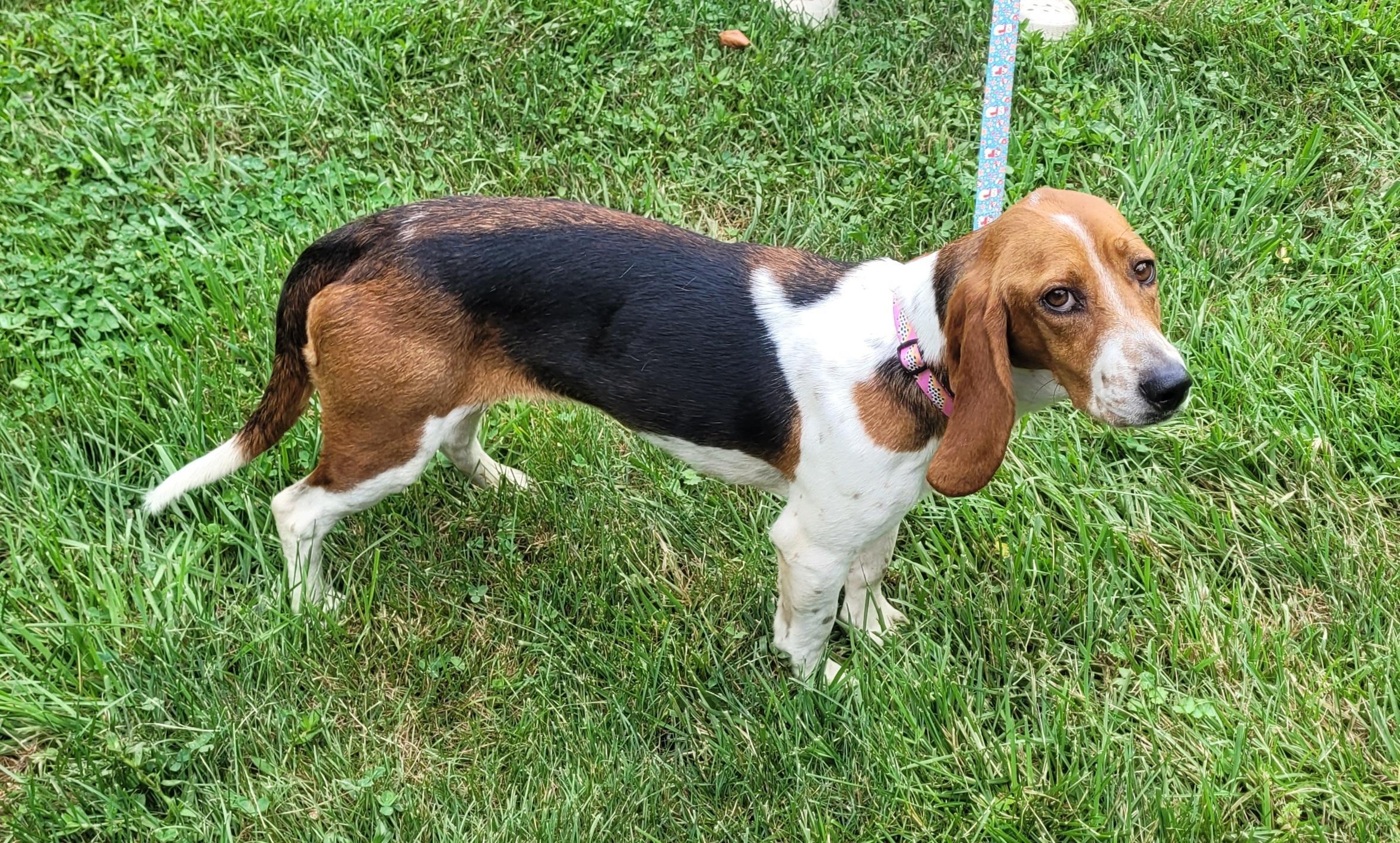 Enlarge Thelma, a Adoptable mixed breed in Clarksburg, MD image 5/6